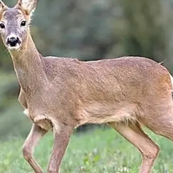 Capriolo trovato ferito sulla strada a San Giovanni in Fiore, muore poco dopo