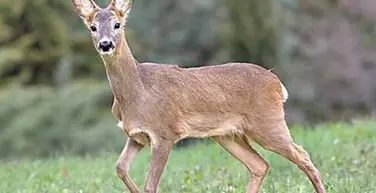Capriolo trovato ferito sulla strada a San Giovanni in Fiore, muore poco dopo