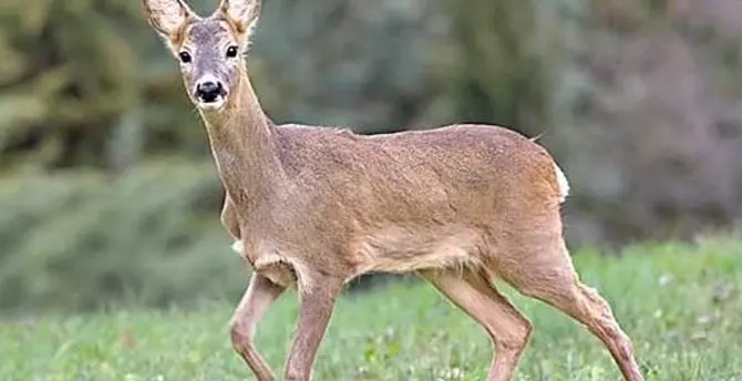 Capriolo trovato ferito sulla strada a San Giovanni in Fiore, muore poco dopo