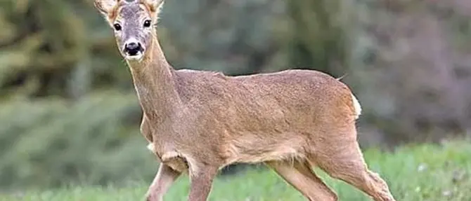 Capriolo trovato ferito sulla strada a San Giovanni in Fiore, muore poco dopo