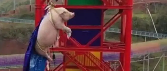 Maiale lanciato dal bungee jumping per inaugurare un parco: polemiche. Il video