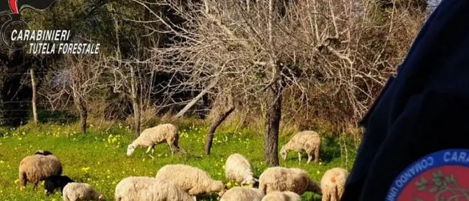 Pascolo abusivo in terreni privati a Drapia, denunciato allevatore