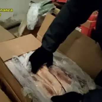 Peste suina, sequestrate e incenerite 10 tonnellate di carne dalla Cina