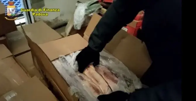 Peste suina, sequestrate e incenerite 10 tonnellate di carne dalla Cina