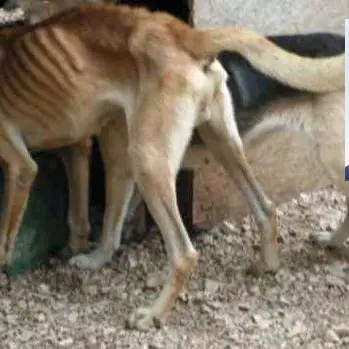 Randagismo a Lamezia, Gianturco (Fdi): «Comune ricorra al fondo prevenzione»