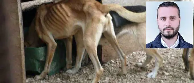 Randagismo a Lamezia, Gianturco (Fdi): «Comune ricorra al fondo prevenzione»