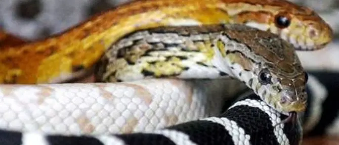 Virus cinese trasmesso all'uomo dai serpenti. A Roma avviate procedure sanitarie