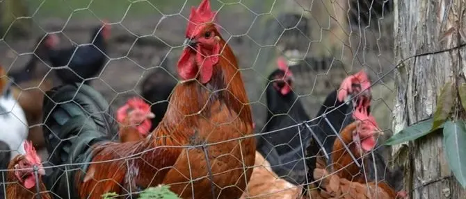 Rinchiuse la compagna del pollaio per nascondere le violenze, un arresto a Corigliano