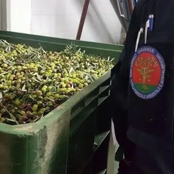 Scarti di frantoio gettati sul terreno, scatta il sequestro a Corigliano