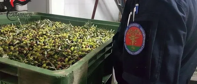 Scarti di frantoio gettati sul terreno, scatta il sequestro a Corigliano