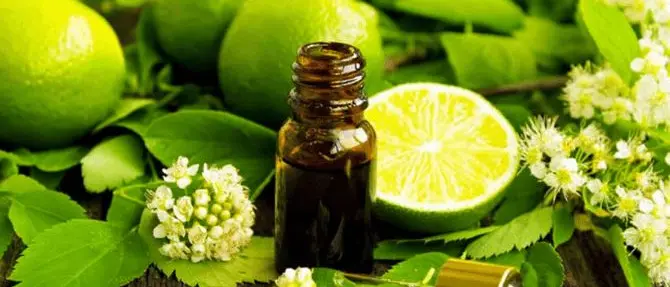 Bergamotto delle meraviglie: ora cura anche le malattie del fegato