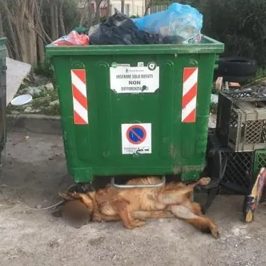 Cane morto con una corda al collo tra i rifiuti, orrore a Corigliano-Rossano