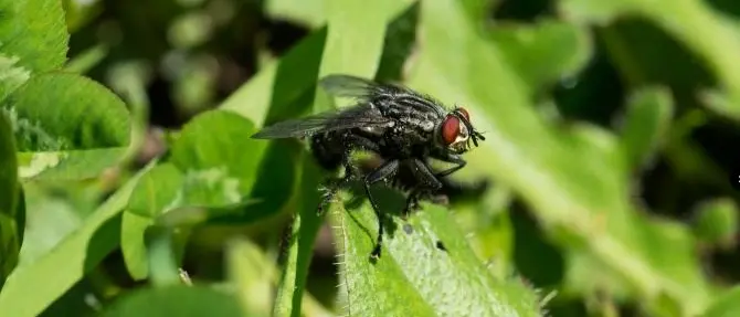 A caccia di mosche nel Parco Aspromonte per studiare la salute dei boschi