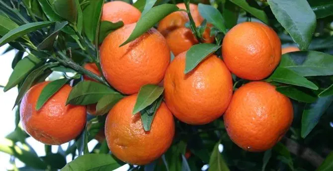 Dalla Calabria a Sanremo, le clementine in omaggio ai big in gara