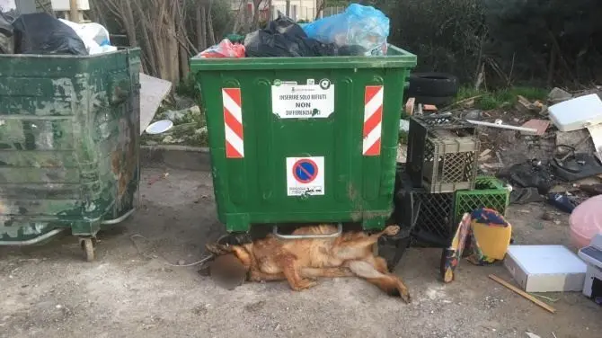 Cane gettato tra i rifiuti a Corigliano-Rossano: «È morto investito»