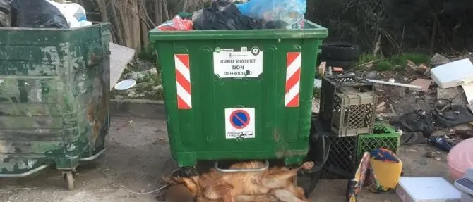 Cane gettato tra i rifiuti a Corigliano-Rossano: «È morto investito»