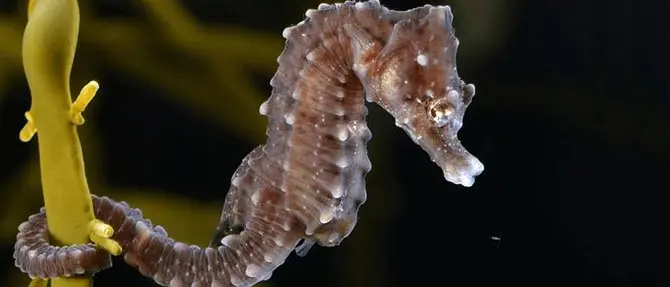 I cavallucci marini trovano casa nel mare della Locride