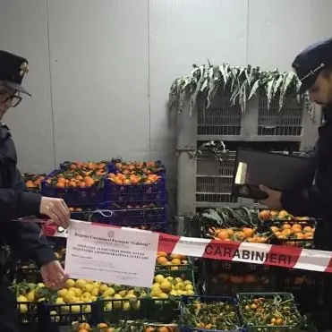 Sequestrate quattro tonnellate di agrumi e ortaggi a Montalto
