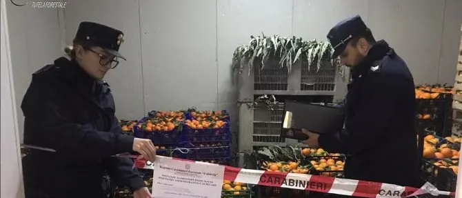 Sequestrate quattro tonnellate di agrumi e ortaggi a Montalto