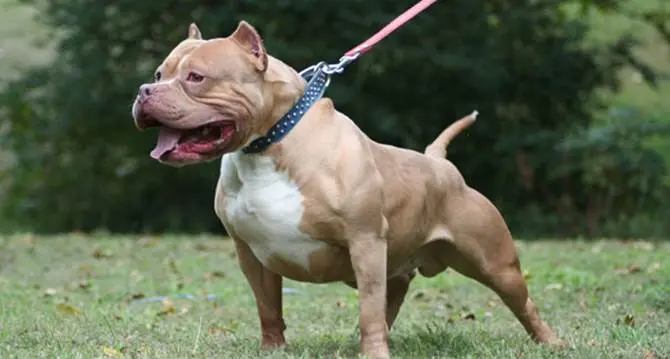 Firenze, uccide il suo pitbull a coltellate: denunciato