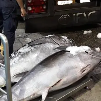 Estorsione di pesce alle tonnare di Paola, in tre lasciano il carcere