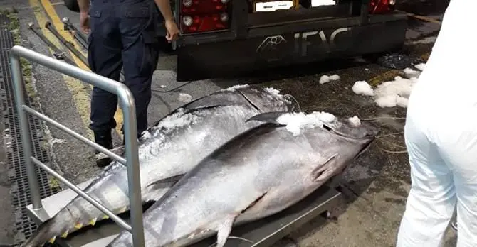 Estorsione di pesce alle tonnare di Paola, in tre lasciano il carcere