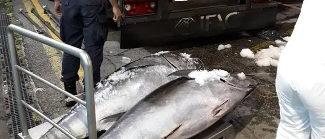 Estorsione di pesce alle tonnare di Paola, in tre lasciano il carcere