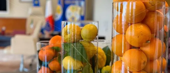 Jole Santelli, non fiori ma solo frutti della Calabria nel suo ufficio alla Regione