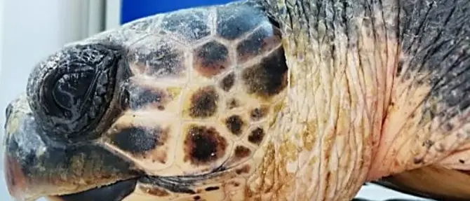 Reggio, tartaruga ferita viene salvata nelle acque dello Stretto