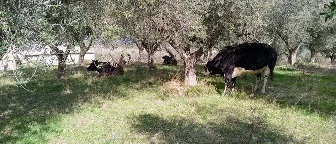 Le vacche sacre del boss sfuggite al sequestro fanno scempio dei campi