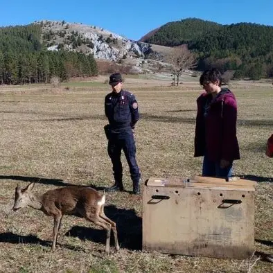 Capriolo torna libero nel Parco del Pollino: era stato investito e poi curato