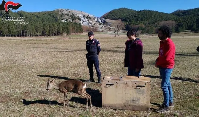 Capriolo torna libero nel Parco del Pollino: era stato investito e poi curato