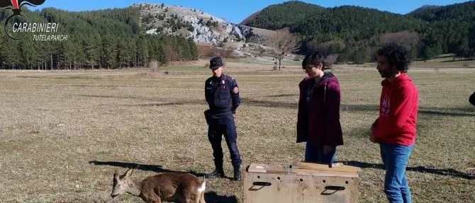 Capriolo torna libero nel Parco del Pollino: era stato investito e poi curato
