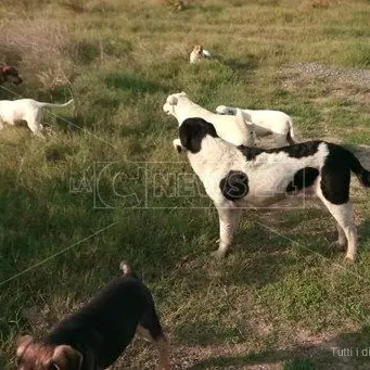 Lamezia, cani avvelenati con lumachicida: la denuncia dell’Oipa