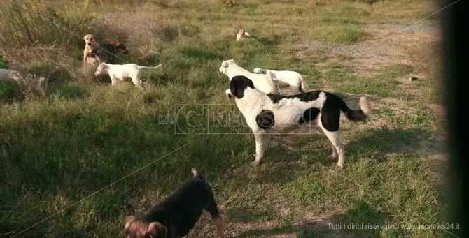 Lamezia, cani avvelenati con lumachicida: la denuncia dell’Oipa