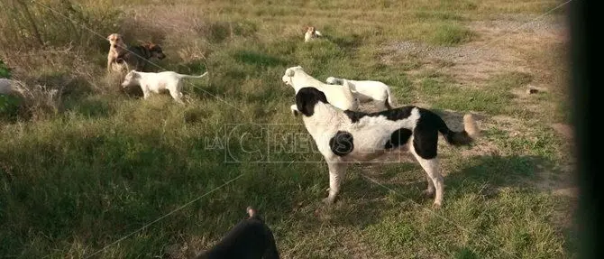 Lamezia, cani avvelenati con lumachicida: la denuncia dell’Oipa