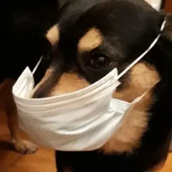 Coronavirus e animali, l’appello: «Cani e gatti non sono un pericolo»