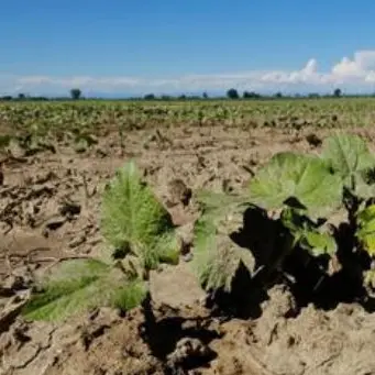 Siccità in Calabria, anche Coldiretti chiede lo stato di calamità ma tutta l'Italia è a secco