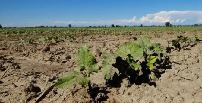 Siccità in Calabria, anche Coldiretti chiede lo stato di calamità ma tutta l'Italia è a secco