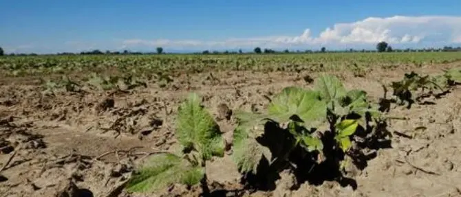 Siccità in Calabria, anche Coldiretti chiede lo stato di calamità ma tutta l'Italia è a secco