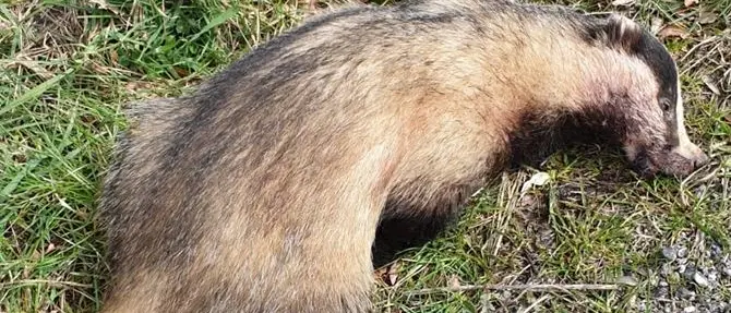 Cosenza, tasso investito da un auto e soccorso dalla polizia municipale