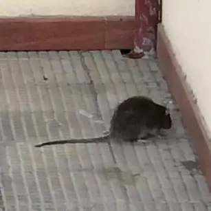 Topi in una scuola di Palmi, salta la derattizzazione ma la dirigenza non risponde