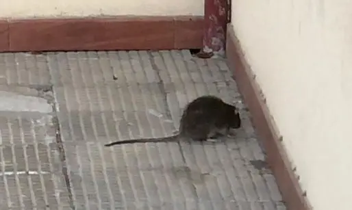 Topi in una scuola di Palmi, salta la derattizzazione ma la dirigenza non risponde