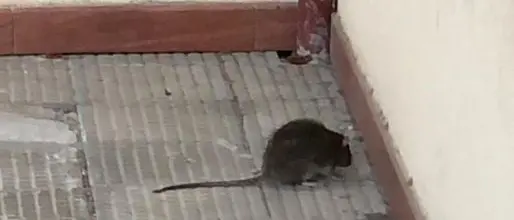 Topi in una scuola di Palmi, salta la derattizzazione ma la dirigenza non risponde