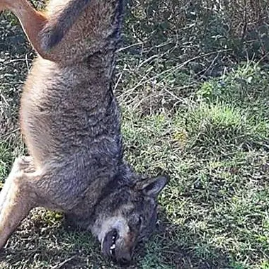 Lupo ucciso e appeso a un cartello stradale: macabra scoperta nel Vibonese