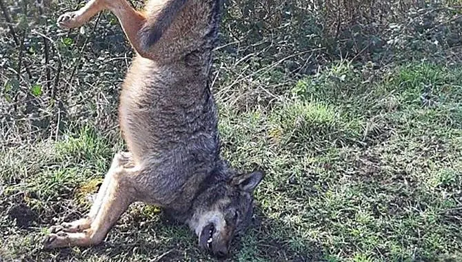 Lupo ucciso e appeso a un cartello stradale: macabra scoperta nel Vibonese