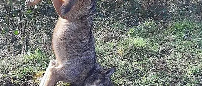 Lupo ucciso e appeso a un cartello stradale: macabra scoperta nel Vibonese