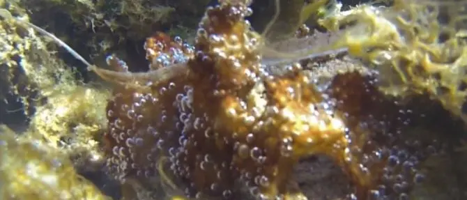 Microalghe potenzialmente tossiche minacciano il mare calabrese, il report Arpacal