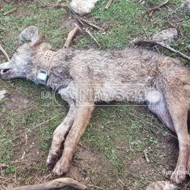 Il lupo Arvo ritrovato ucciso sul Pollino: era stato salvato e curato