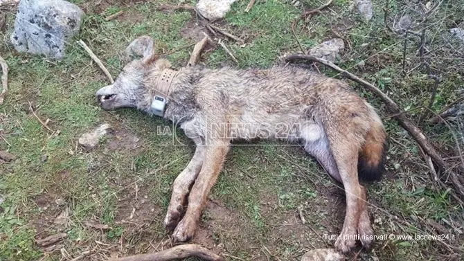 Il lupo Arvo ritrovato ucciso sul Pollino: era stato salvato e curato